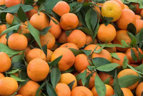 Мандарины с мухами не пустили в порт Новороссийска