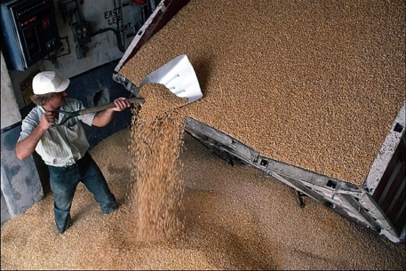 Из-за засухи Россия лишится трети урожая зерна