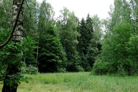 Выделение земель Химкинского леса под трассу признали законным