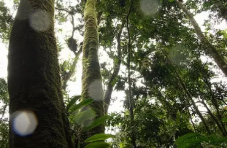 Объявили конкурс на "лучшую работу в Бразилии" 