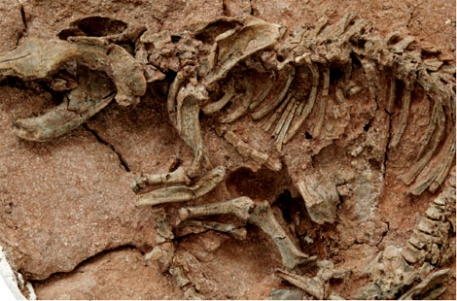 В Австралии нашли останки неизвестного динозавра