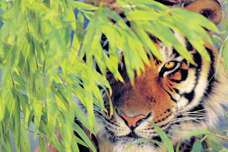 Приморские власти одобрили вырубку лесов амурских тигров