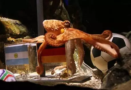 Осьминог Пауль прошел реинкарнацию на Facebook