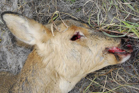 В РК задержан браконьер за отстрел косули к праздничному столу