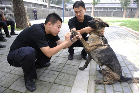 29 полицейских собак в Китае скончались от лекарств