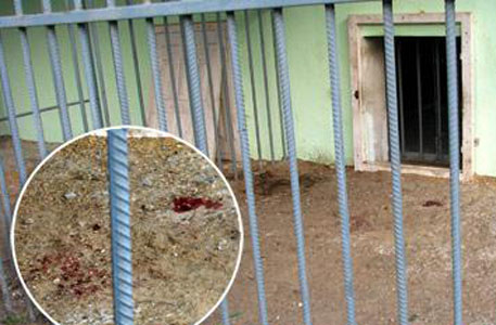 Девочка впала в кому из-за нападения львицы в зоопарке Тамбова