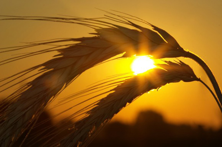 Казахстанская пшеница может подорожать до 340-350 долларов за тонну