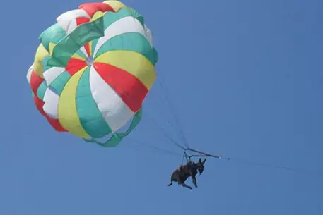 Полет осла на парашюте в Краснодарском крае проверит милиция