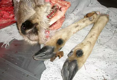 На севере Казахстана задержали браконьера-лесника