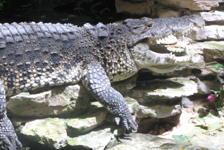 В Таиланде из-за угрозы нападения крокодилов закрыли кемпинг