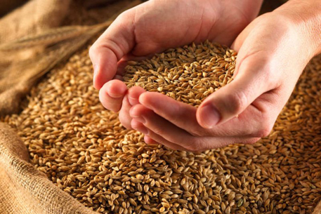 Казахстан сделал запас в полмиллиона тонн зерна на "черный день"