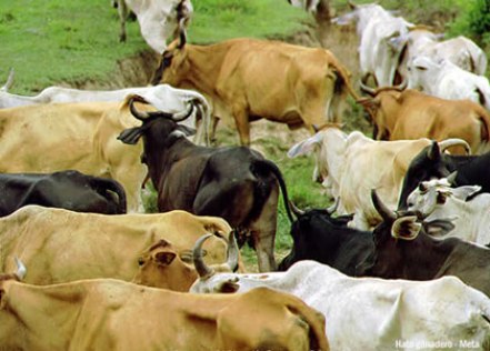 Импорт племенного скота не спасет животноводство Казахстана