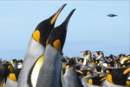 Пингвины вынуждены быть гомосексуалистами 