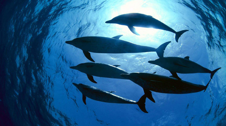 Более 100 черных дельфинов выбросились на берег в Новой Зеландии