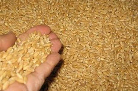 Казахстан снизил экспорт зерна на 43 процента 