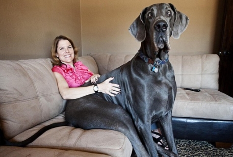 Дог из Аризоны признан самой большой собакой в мире