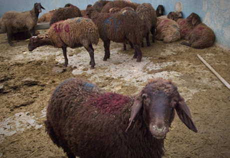 Артисты попросили Собянина запретить публичный убой скота на Курбан-байрам