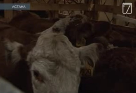 В РК из США завезли "племенных" коров без сертификатов