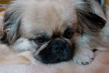 Британским собакам вживят идентификационные микрочипы