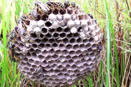 Пожары в Греции начались после сожжения осиного гнезда