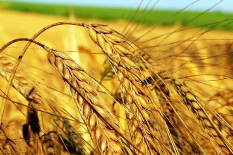 В 2010 году Казахстан соберет более 15 миллионов тонн зерна