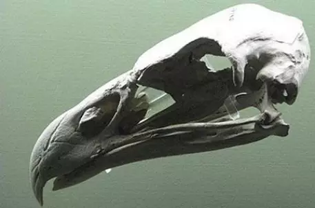 Ученые доказали существование птицы-людоеда