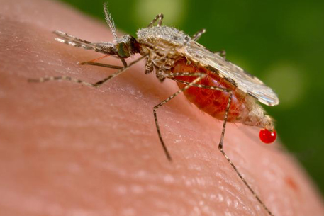 В половине водоемов Москвы нашли личинки малярийных комаров
