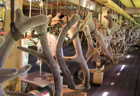 Выявили нарушения в работе инспекции лесного и охотничьего хозяйства ВКО