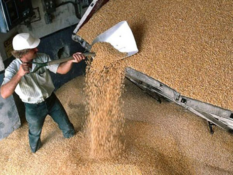На юге России "гибнет" 10 миллионов тонн зерна