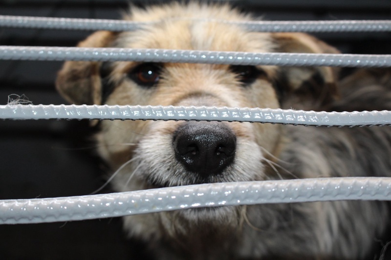 Изолятор временного содержания для бездомных собак. Фото ©Василина Атоянц