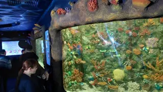 В океанариуме Астаны открылась новая тематическая зона