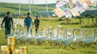 Сбор клубники и выпас гусей за 2 000 000 тенге: казахстанцы и работа за границей