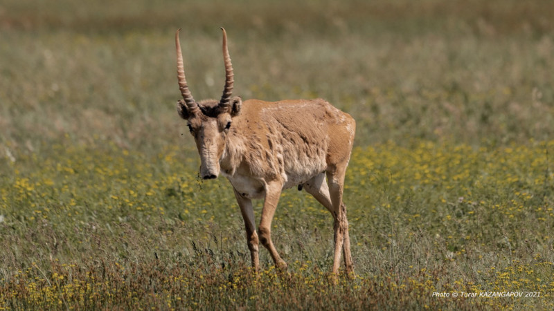 Фото: ©️ Tengrinews.kz / Турар Казангапов. 2021 год