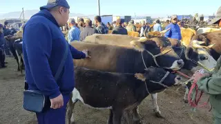 “Телят по осени считают“: репортаж и цены с казахстанского скотного рынка