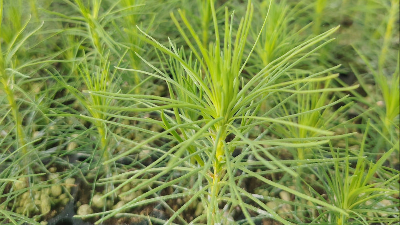 Фото: КазНИИЛХА