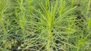 Как новые технологии в Казахстане помогают восстанавливать леса после пожаров