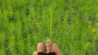 Как спасают леса Казахстана: откровенно о технологиях, климате и надеждах