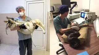 “Упал с 19-го этажа, постирали в машинке“. С каким историями сталкиваются ветеринары