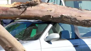 Көлікке ағаш құлады: қазақстандық өтемақы өндіріп алды