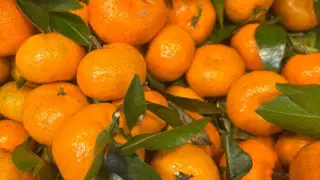 Мандариннің тосын қаупі ескертілді