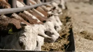 Құтыру ма, әлде аусыл ма? Ресейдегі індет және оның Қазақстан үшін қауіп-қатері қандай?