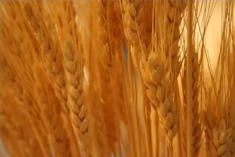 Иран разрешил ввозить казахстанское зерно