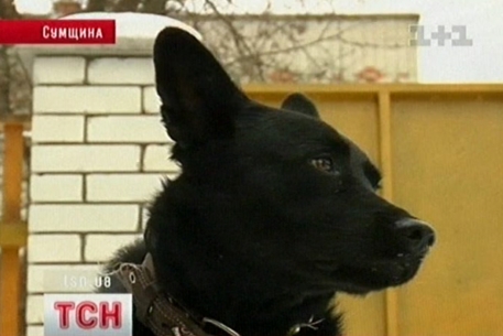 Украинца посадили в тюрьму за издевательство над собакой