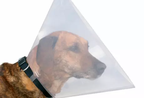 Шестимесячный щенок проглотил мобильный телефон хозяйки