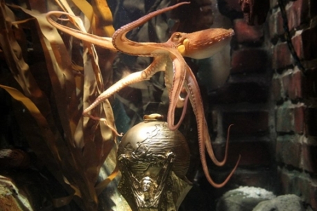 Испанцы призвали переселить осьминога Пауля в зоопарк Мадрида