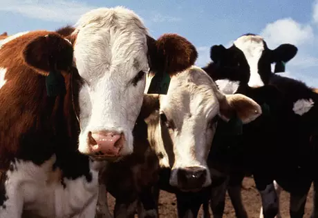 Крестьяне РК недовольны компенсацией за изъятый заболевший скот