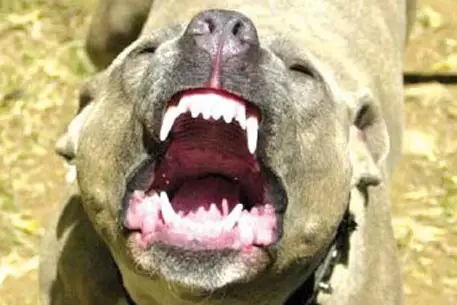 Питбули искалечили женщину-ветерана войны