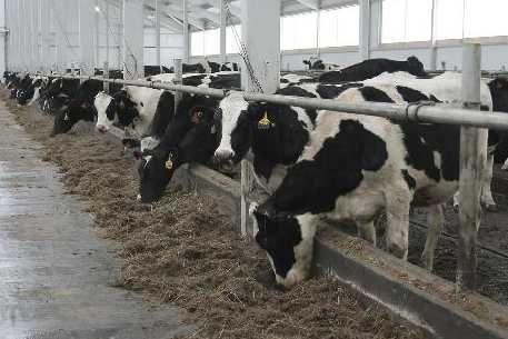 РФ сняла ограничения на ввоз продукции животноводства из трех областей РК