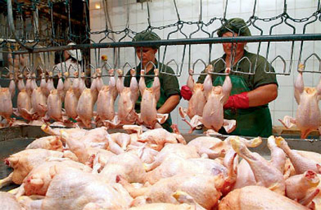 Переговоры по импорту курятины без хлора в Россию провалились