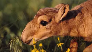 Сайгачья "лихорадка"